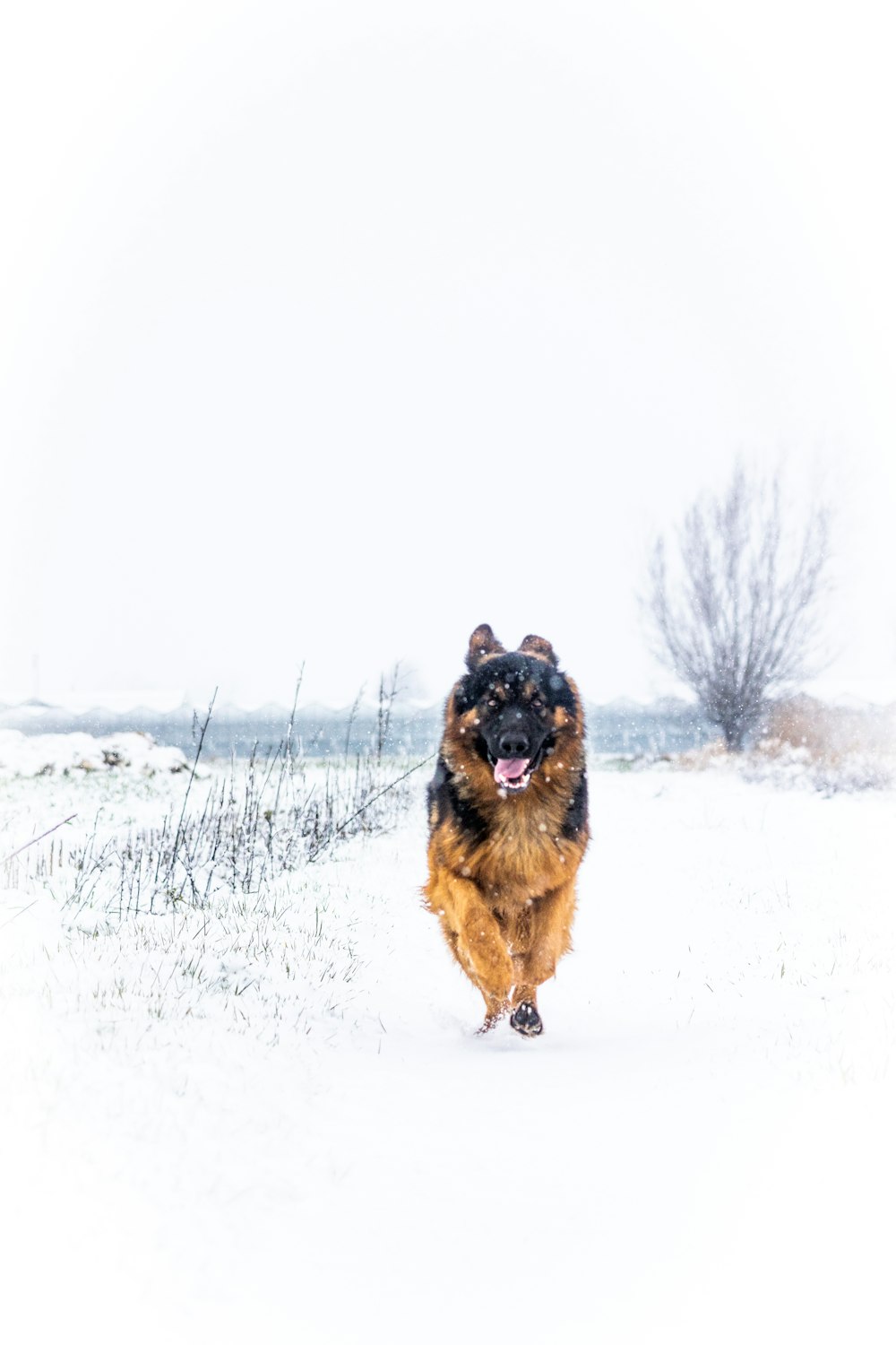 a dog running through a snow covered field