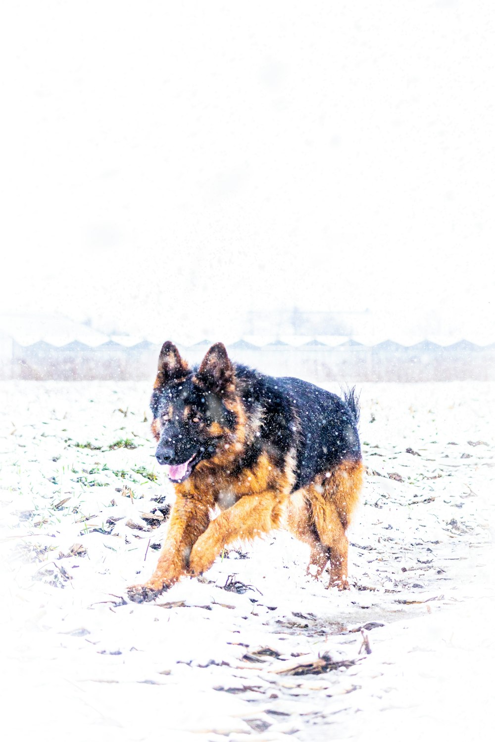 a dog running in the snow with a frisbee in its mouth