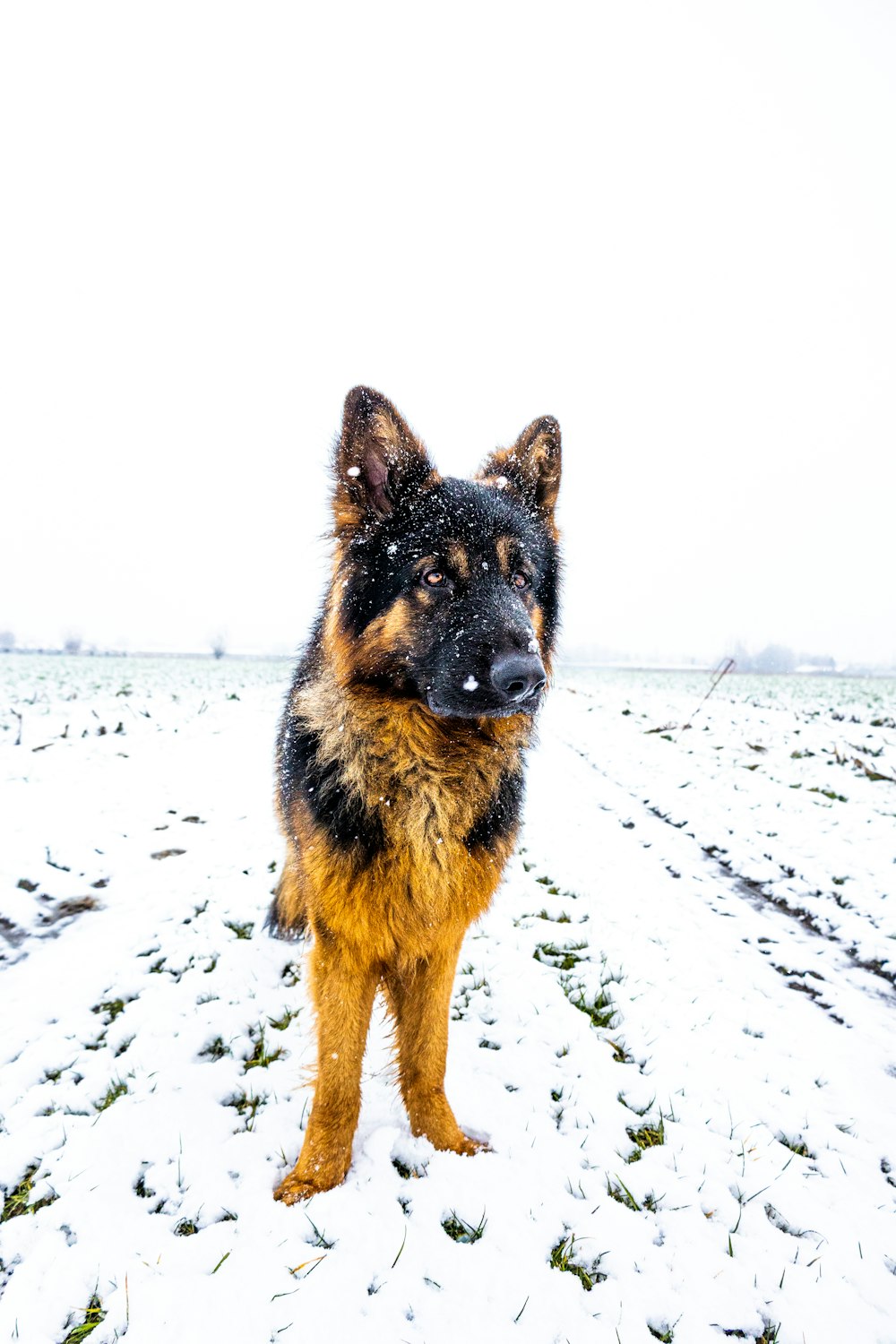 a dog standing in the snow looking at the camera