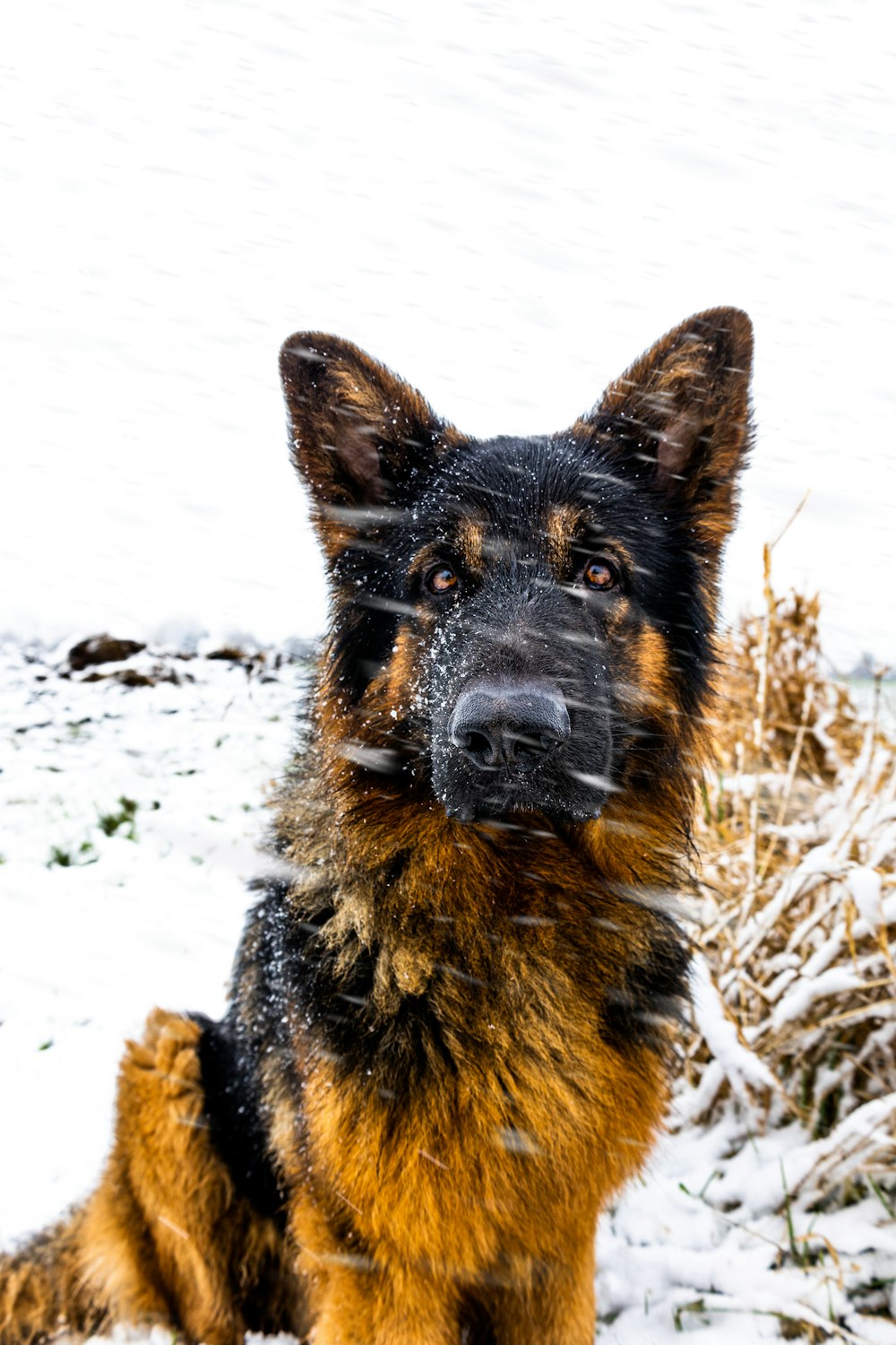 a dog sitting in the snow looking at the camera