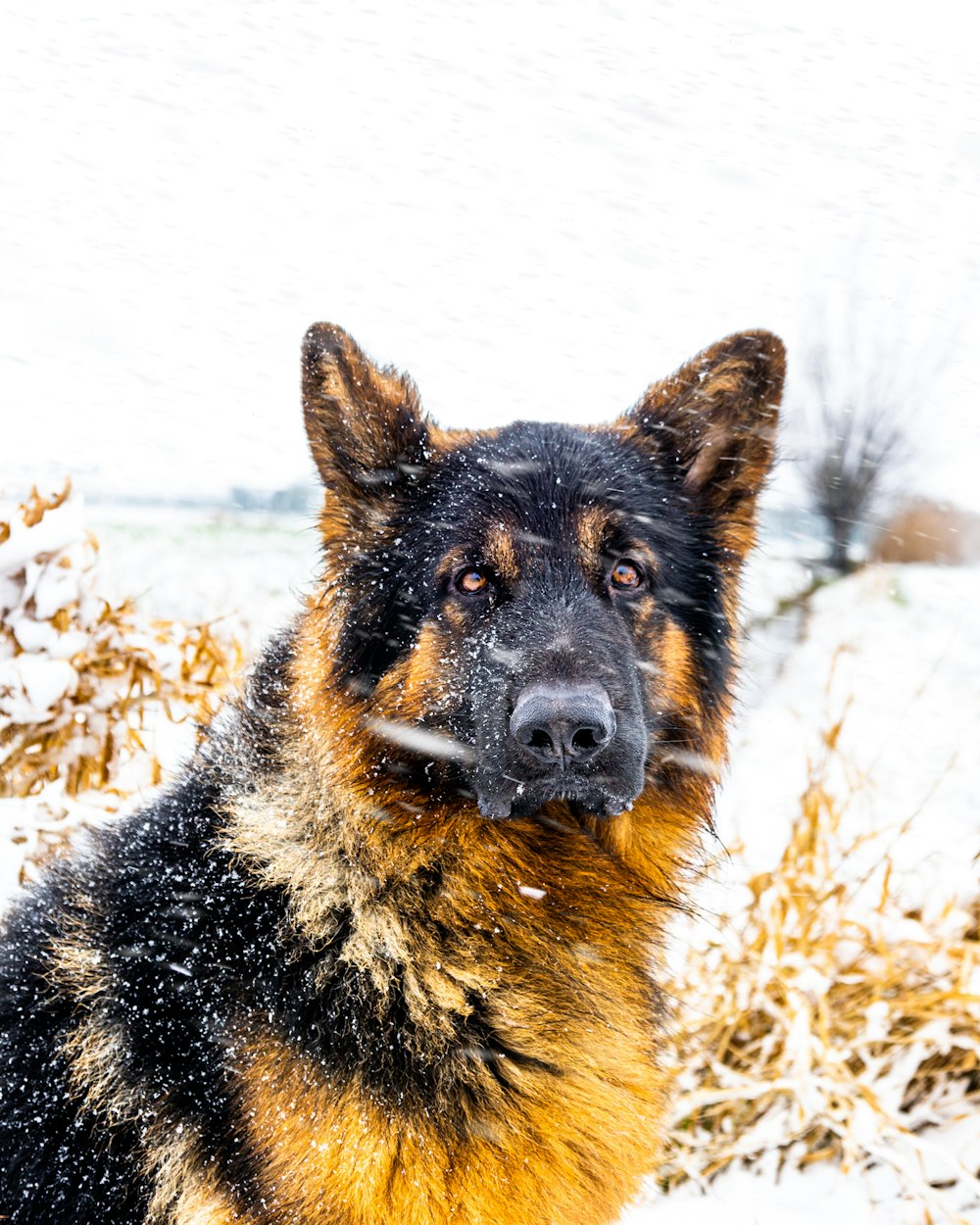 a black and brown dog standing in the snow