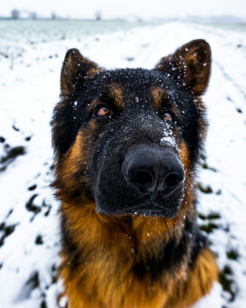 a close up of a dog in the snow