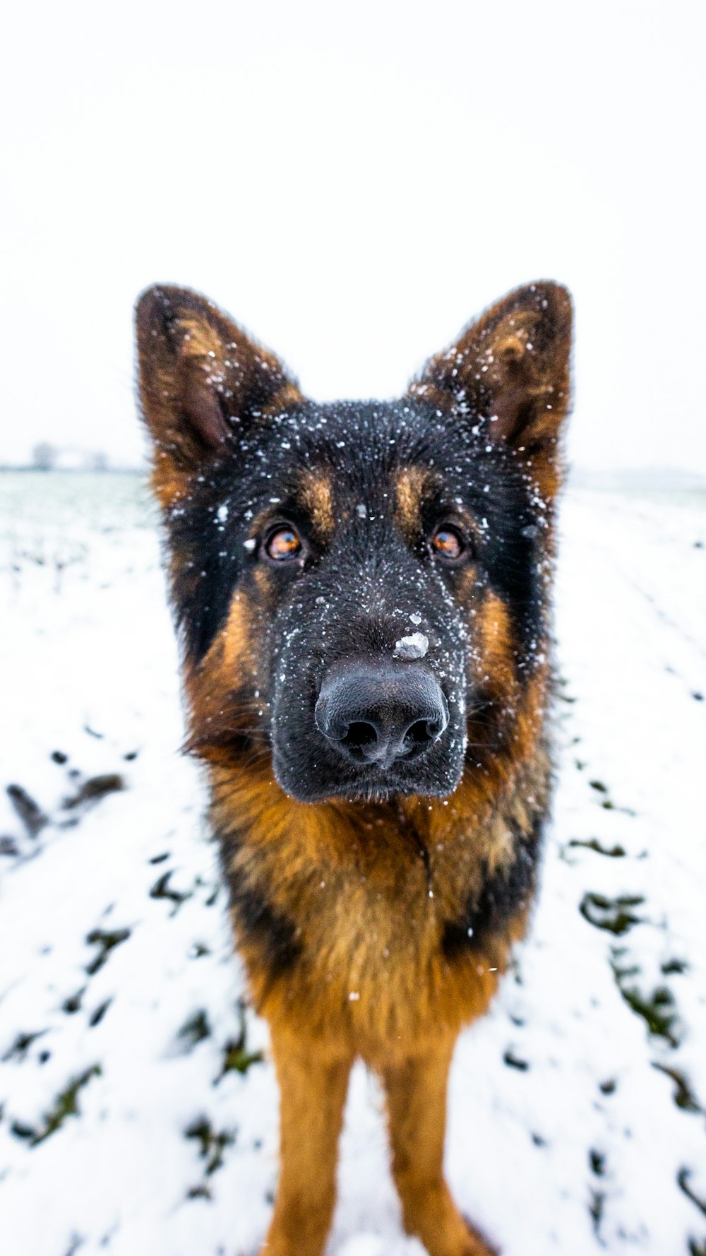 a dog standing in the snow looking at the camera