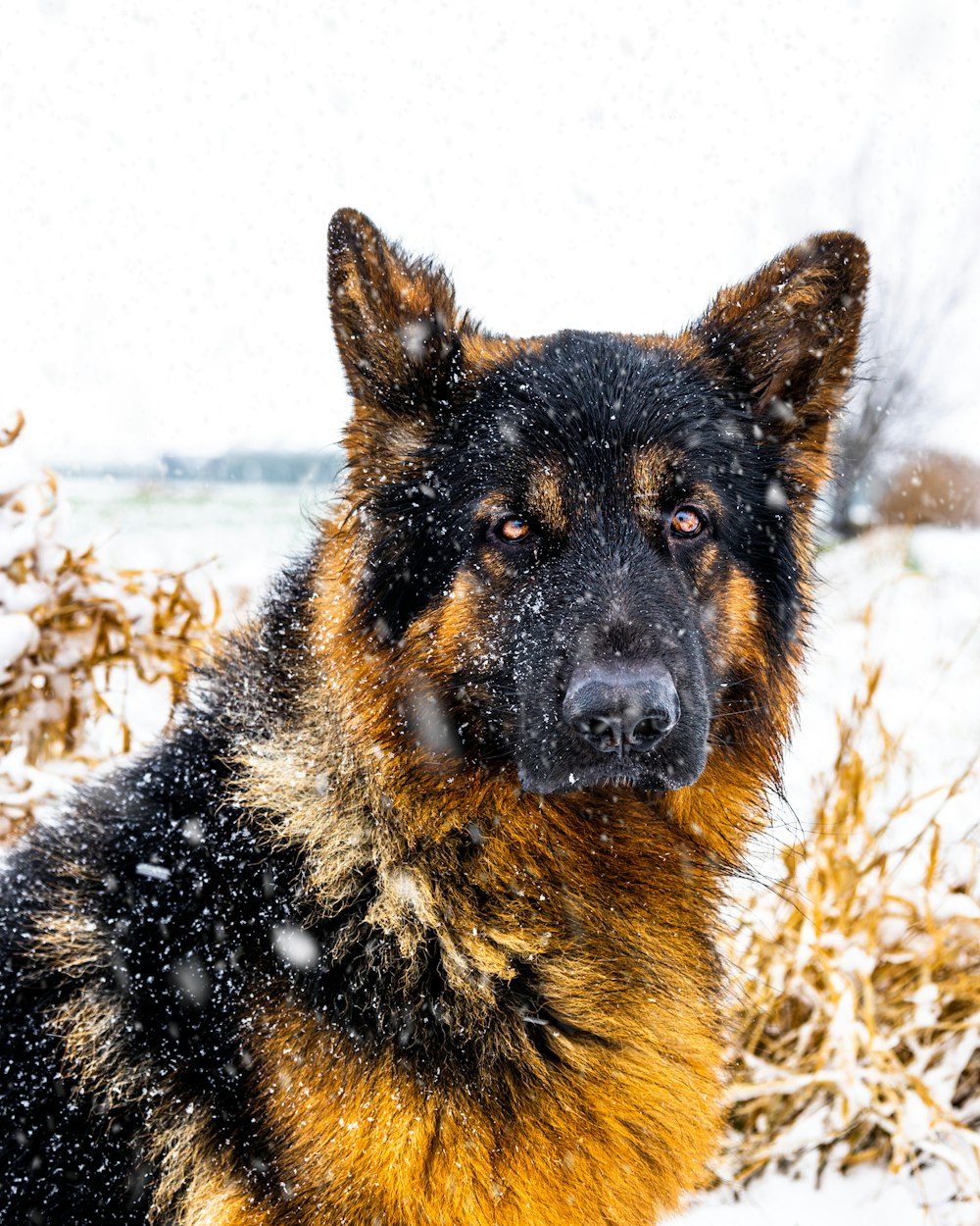a german shepard dog sitting in the snow