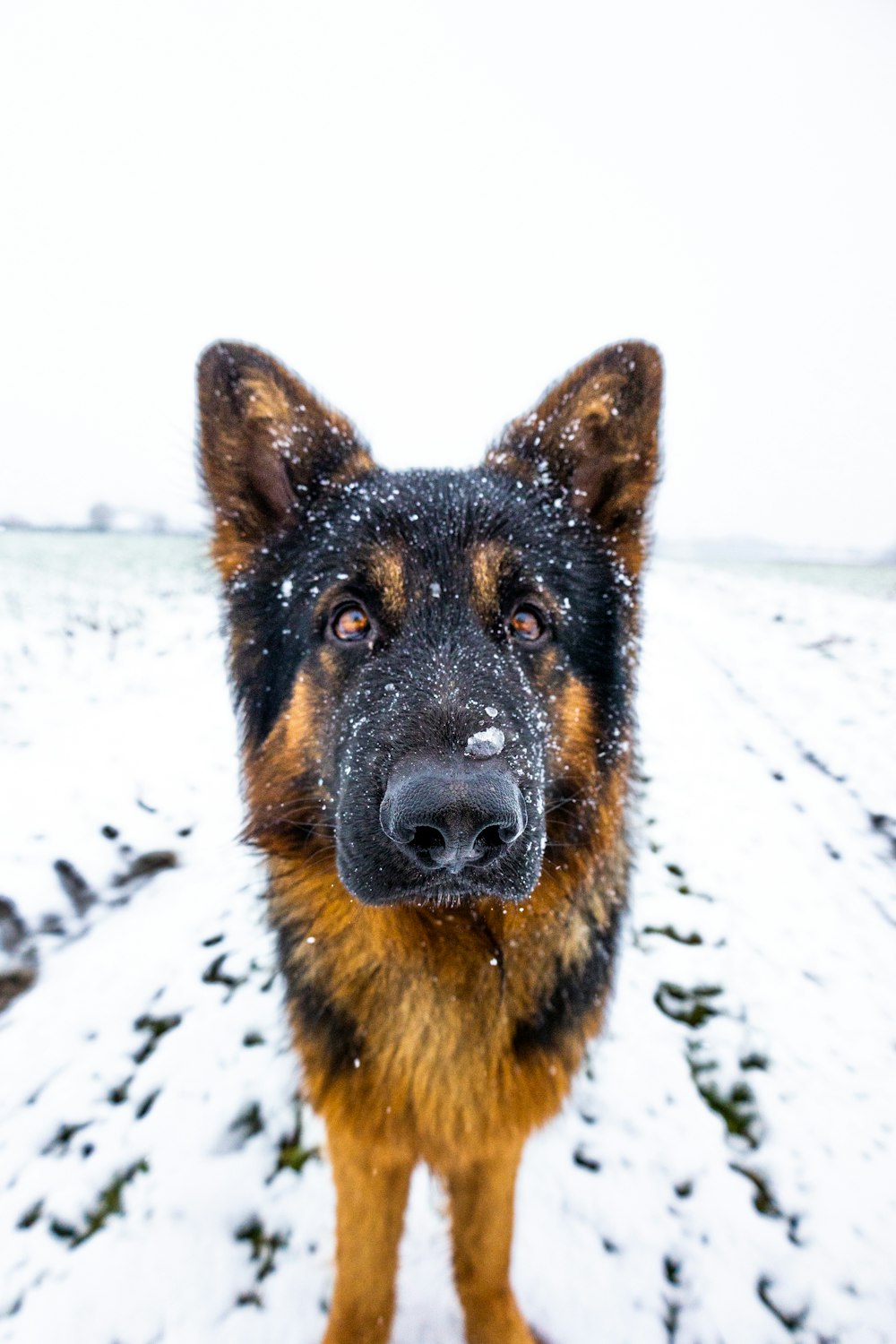 a dog standing in the snow looking at the camera