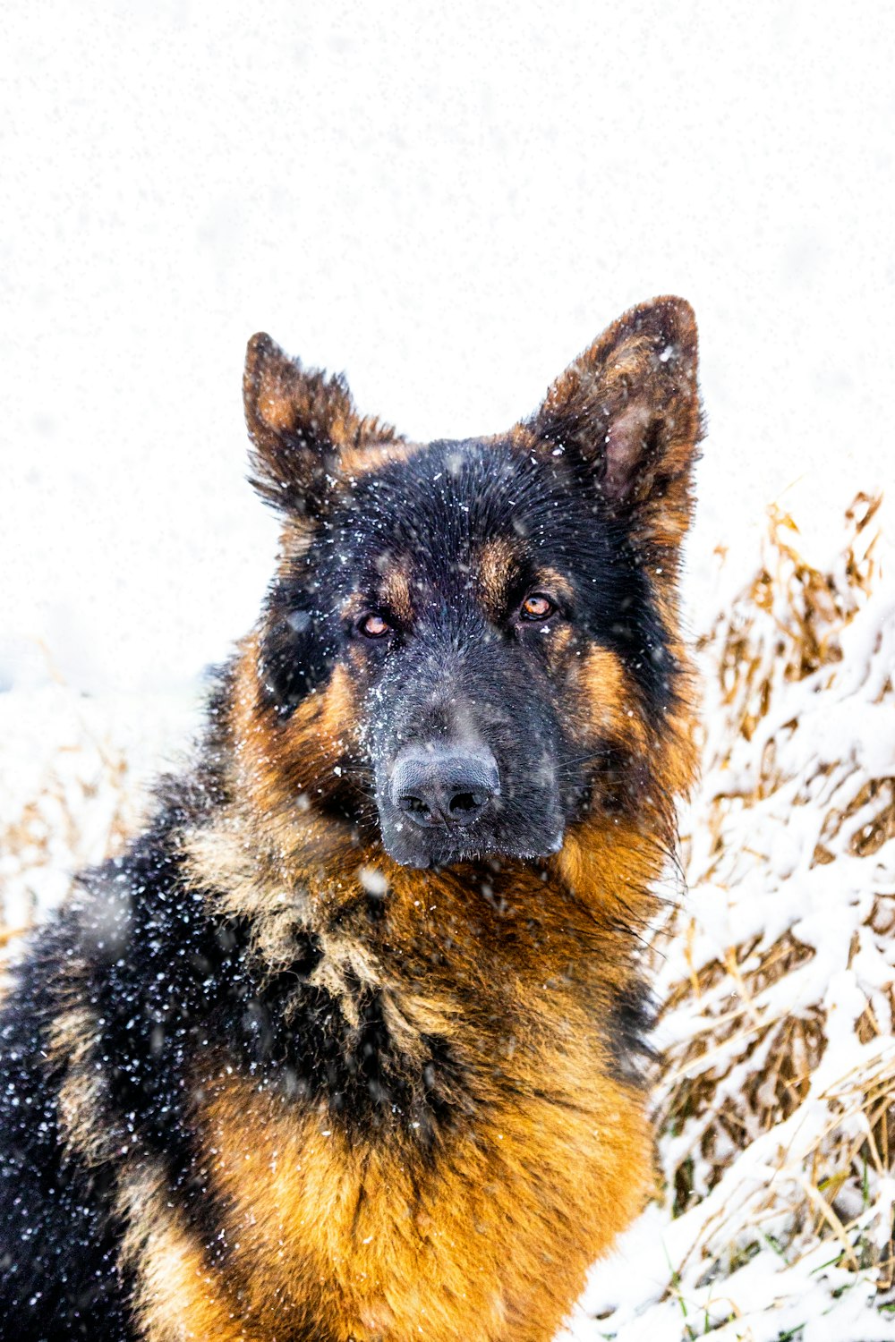 a german shepherd dog sitting in the snow