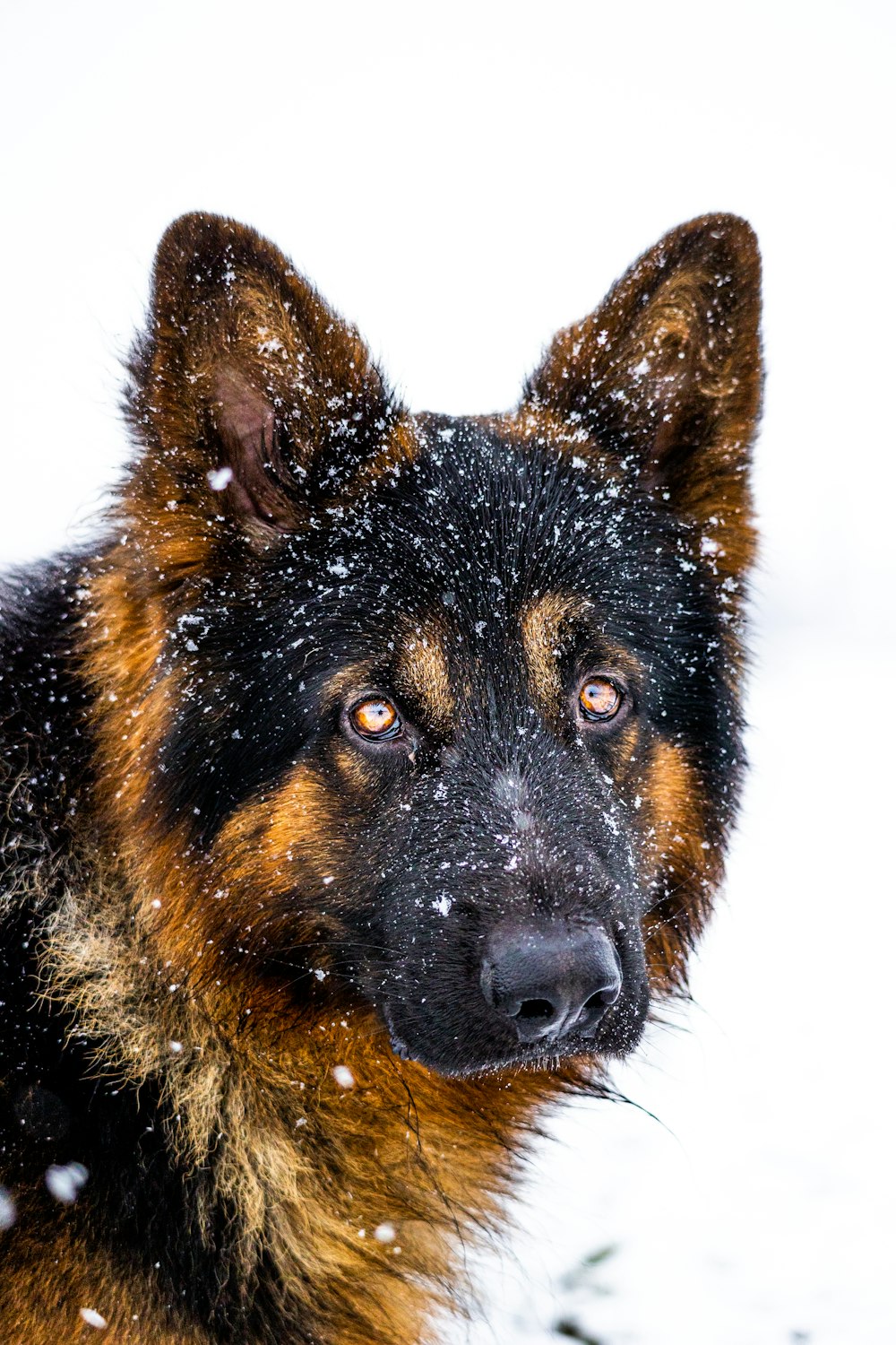 a brown and black dog standing in the snow