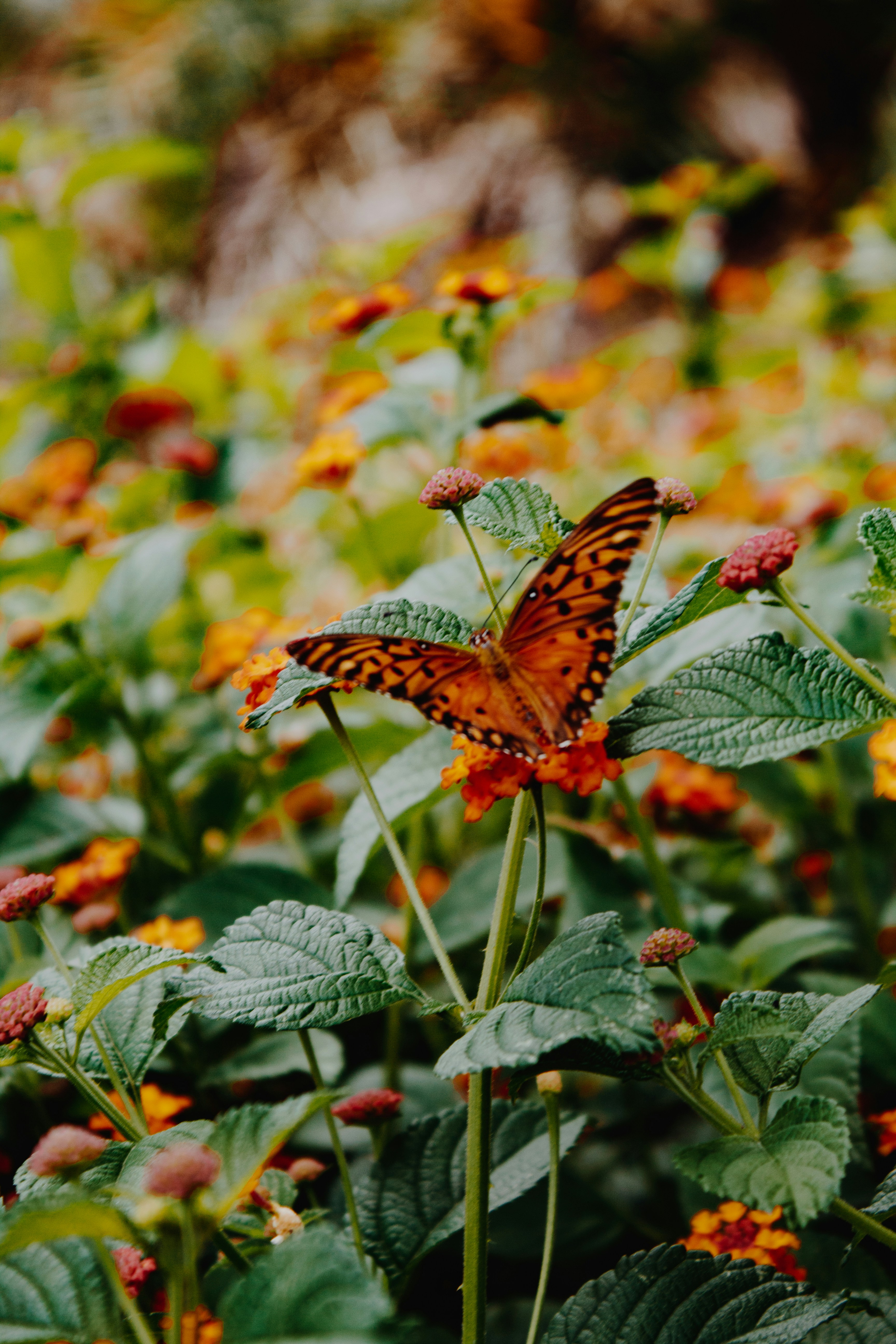 Photo by diegocarneiro