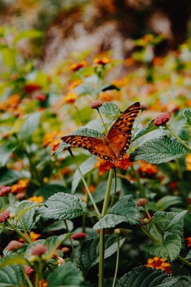 A butterfly with orange and black patterned wings rests delicately on a vibrant flower amid lush green foliage and small, colorful blooms.