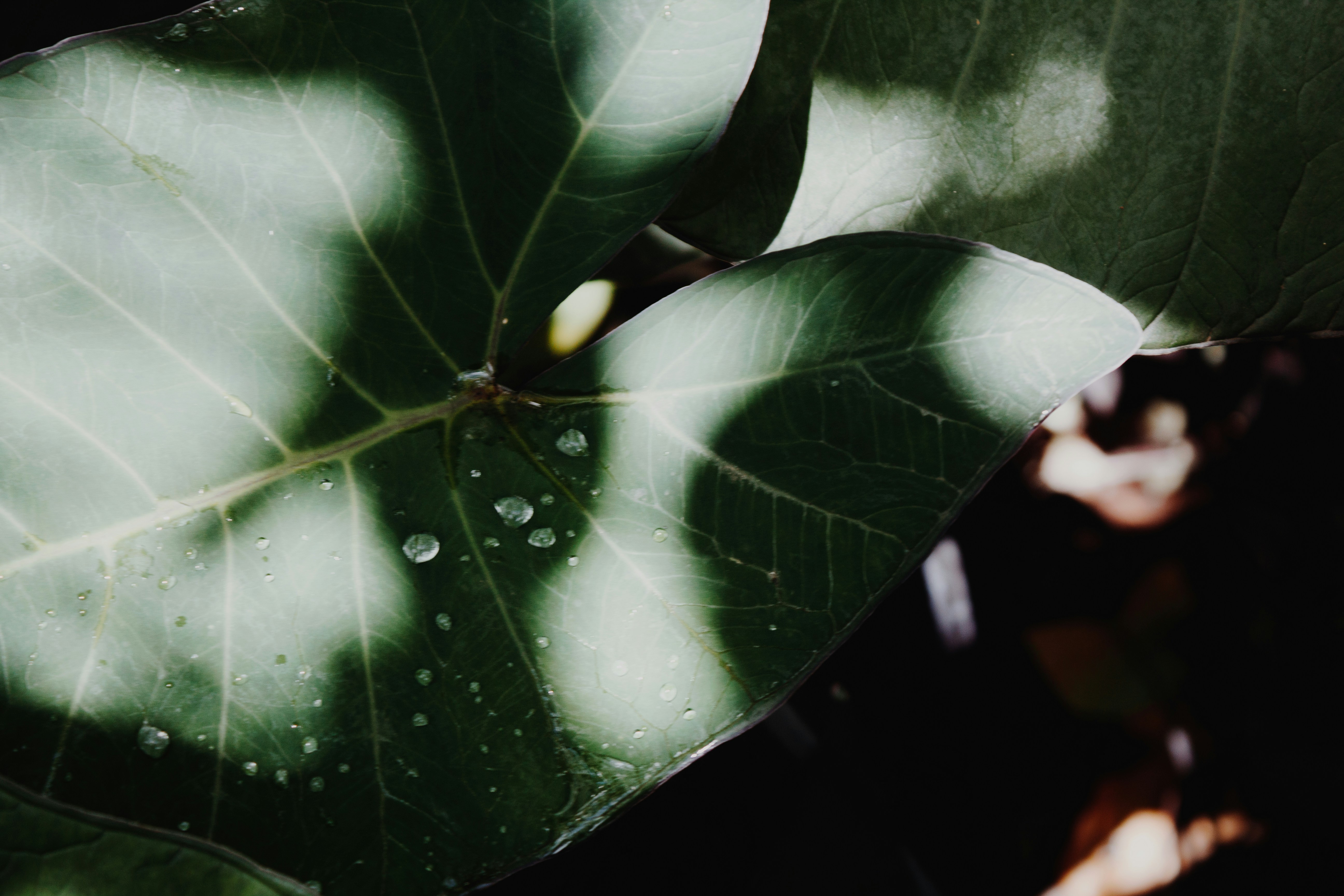 Photo by diegocarneiro