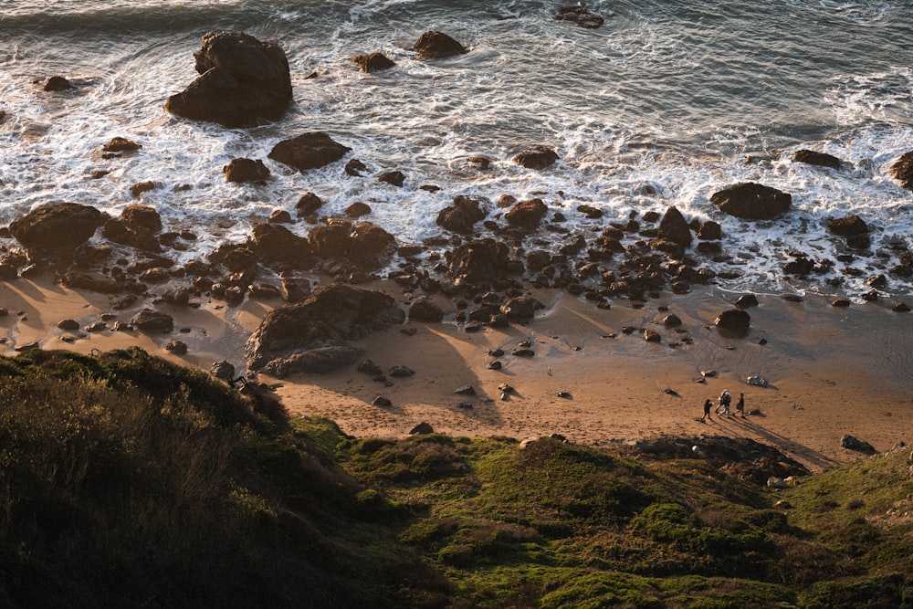 a group of birds standing on top of a sandy beach