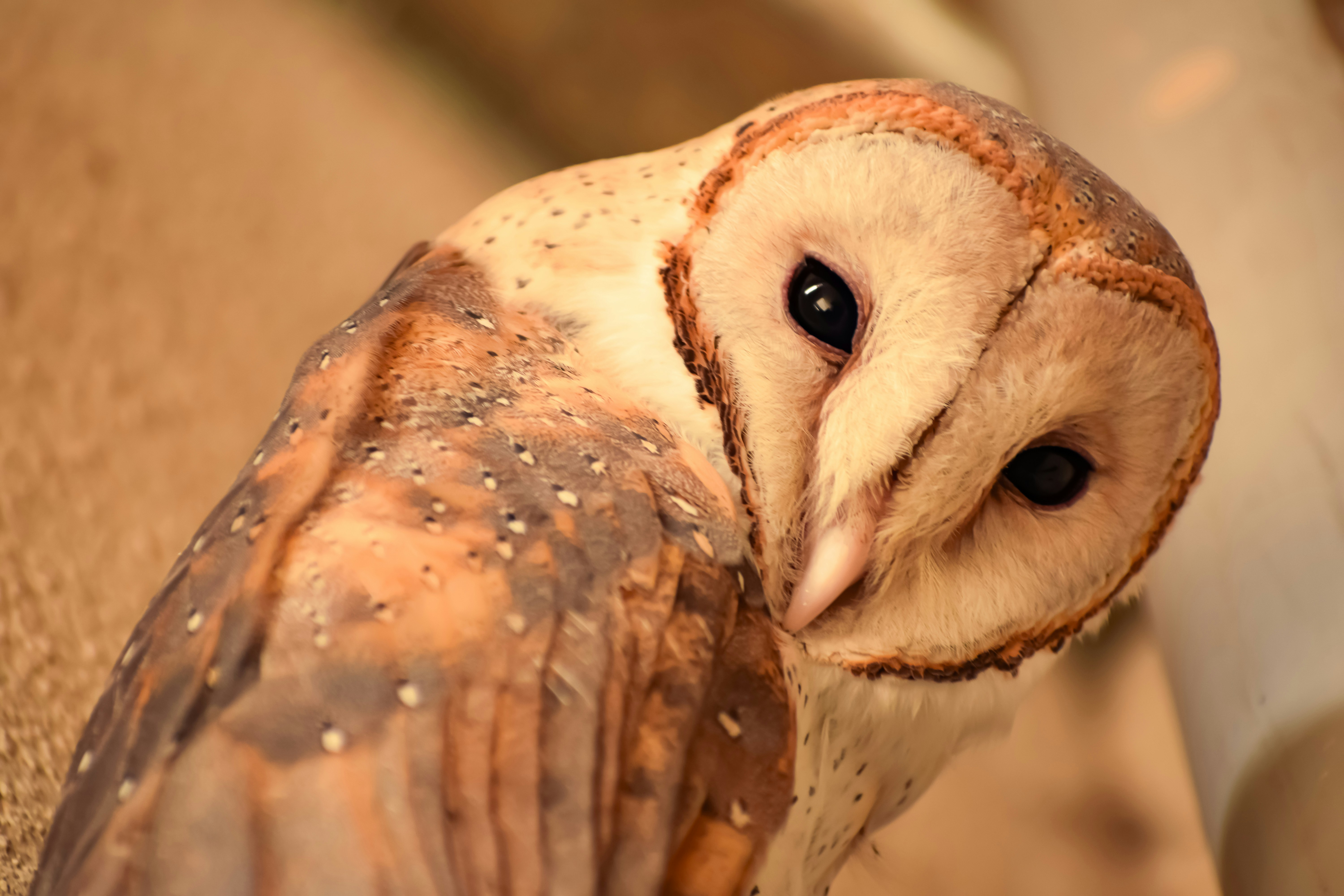 Blessing Is Not Fixing: Coherence Without Hierarchy