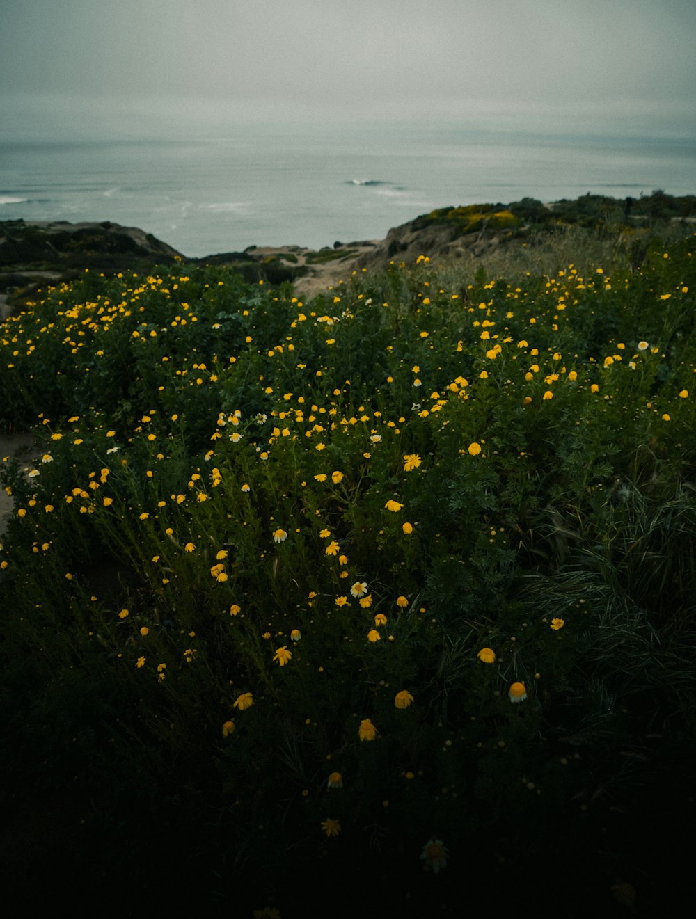 a field of yellow flowers with a body of water in the background