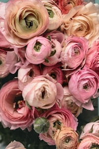 Beige Ranunculus Bloom