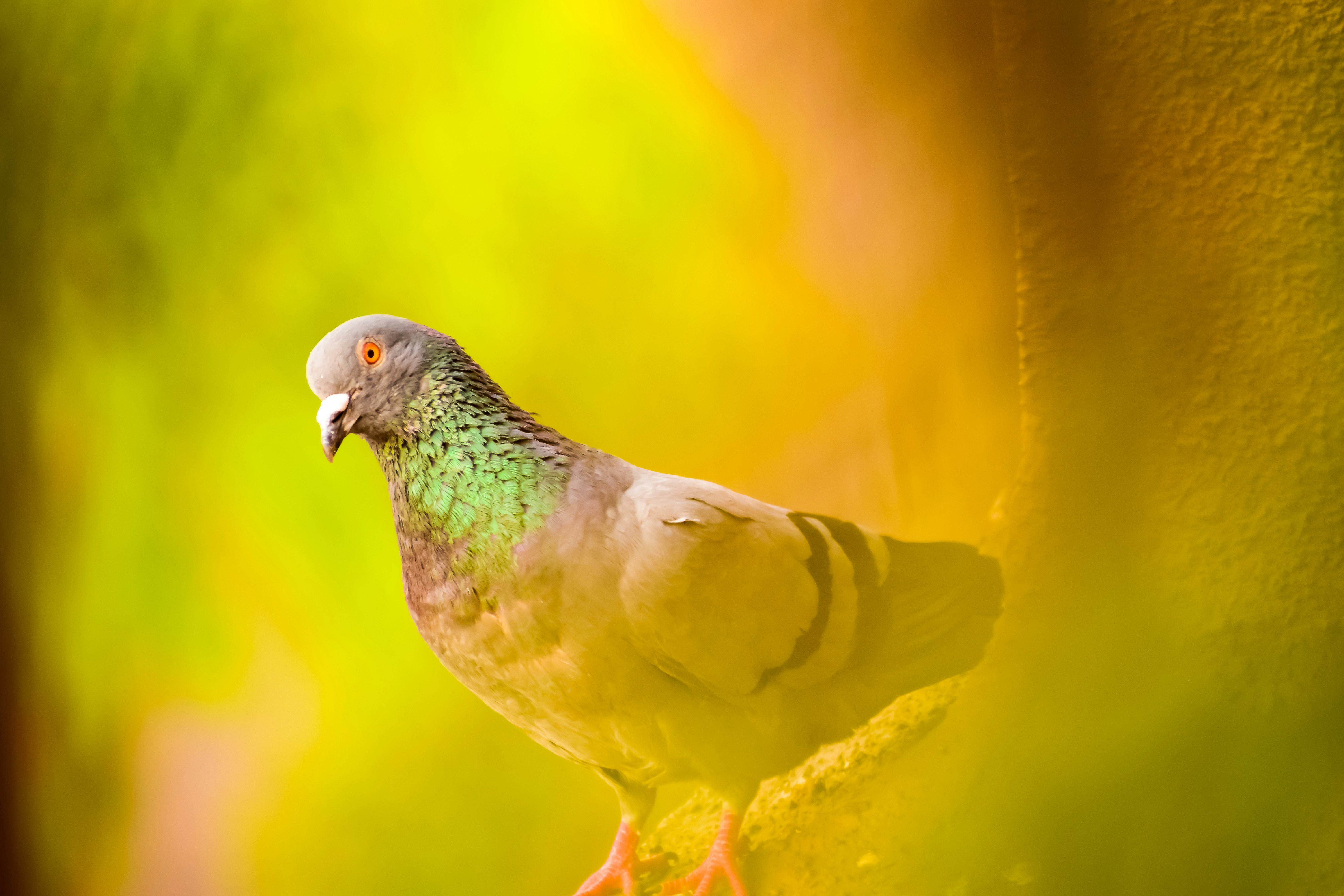a close up of a bird on a tree branch