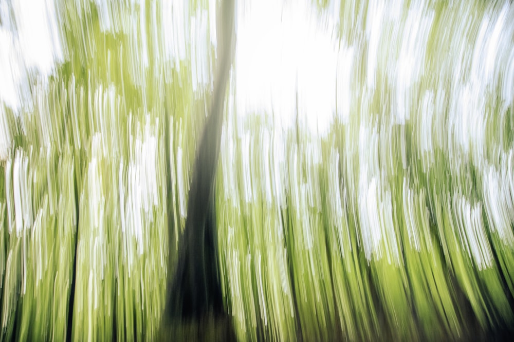 a blurry photo of a tree in a forest