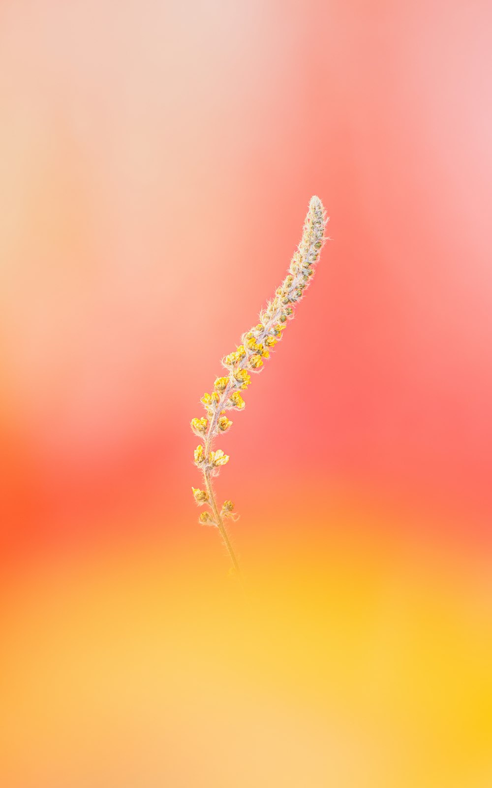 Un primer plano de una flor con un fondo borroso