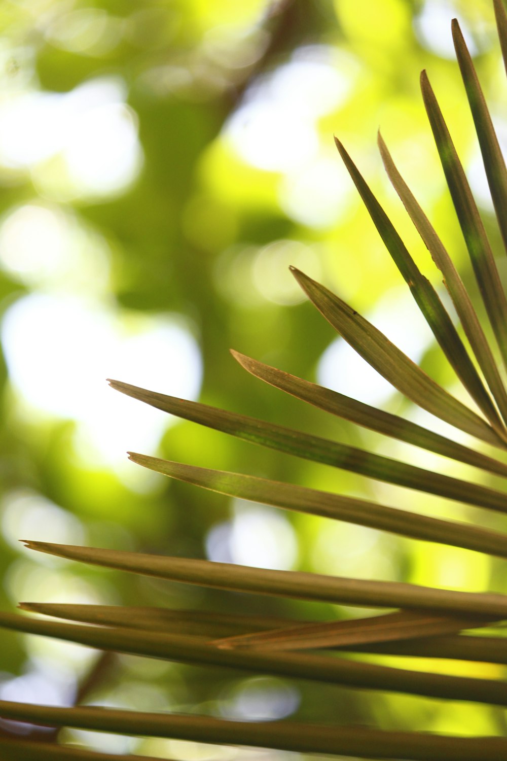 a close up of a palm tree with a blurry background