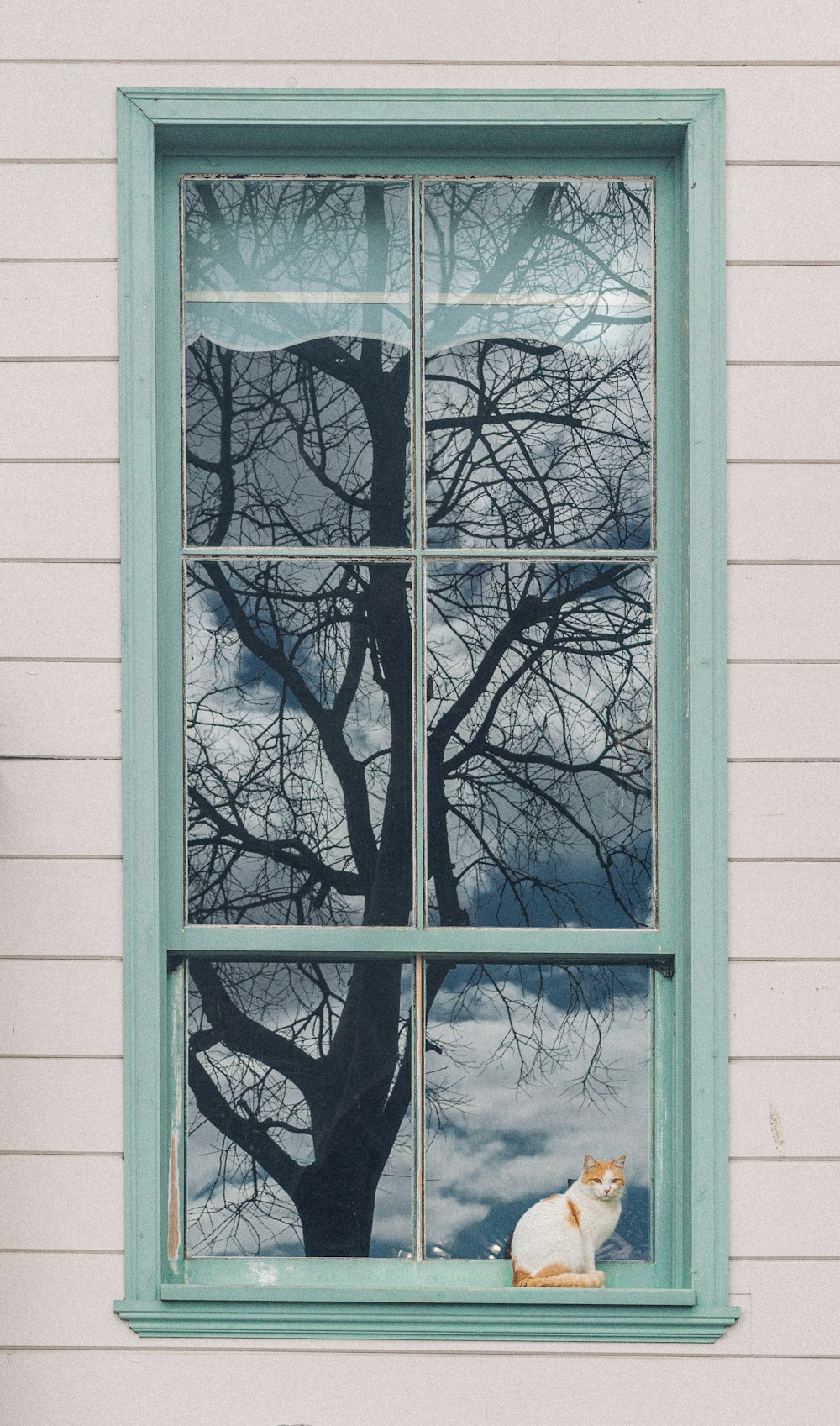 a cat sitting on a window sill in front of a tree