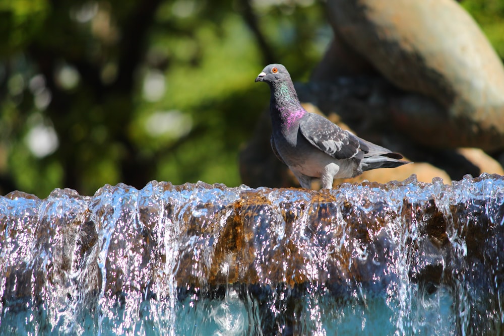 a bird sitting on top of a water fountain