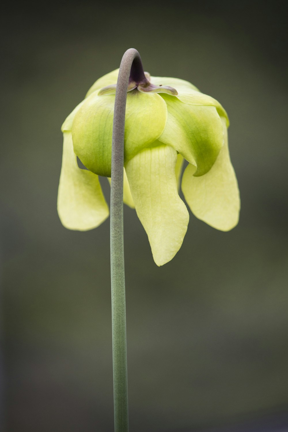 a single yellow flower with a long stem