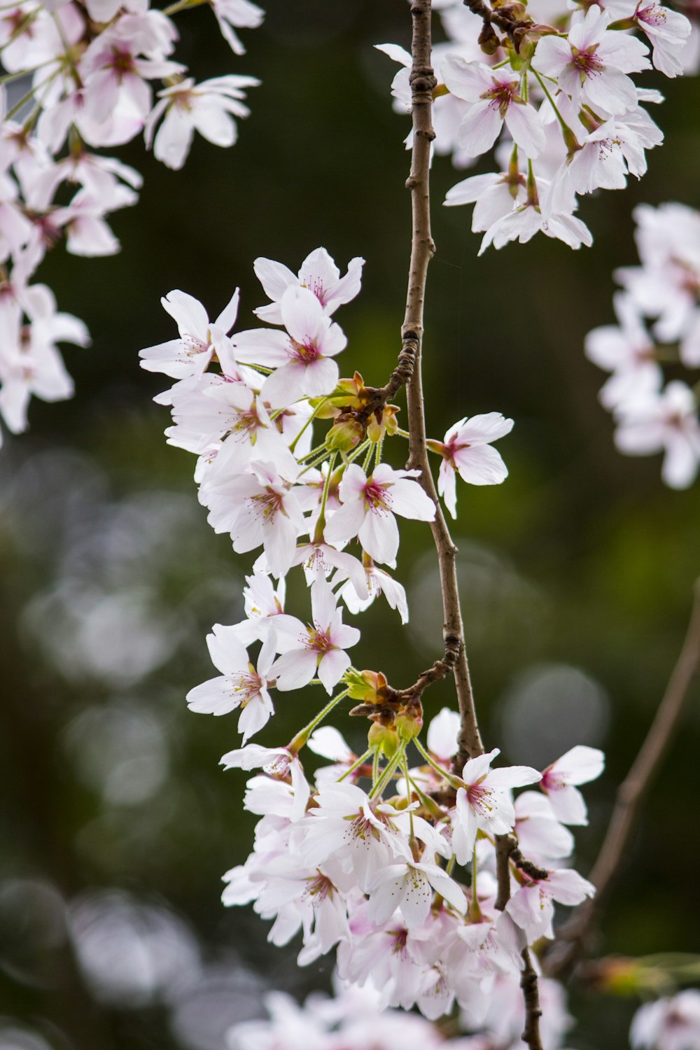 a close up of a tree with white flowers