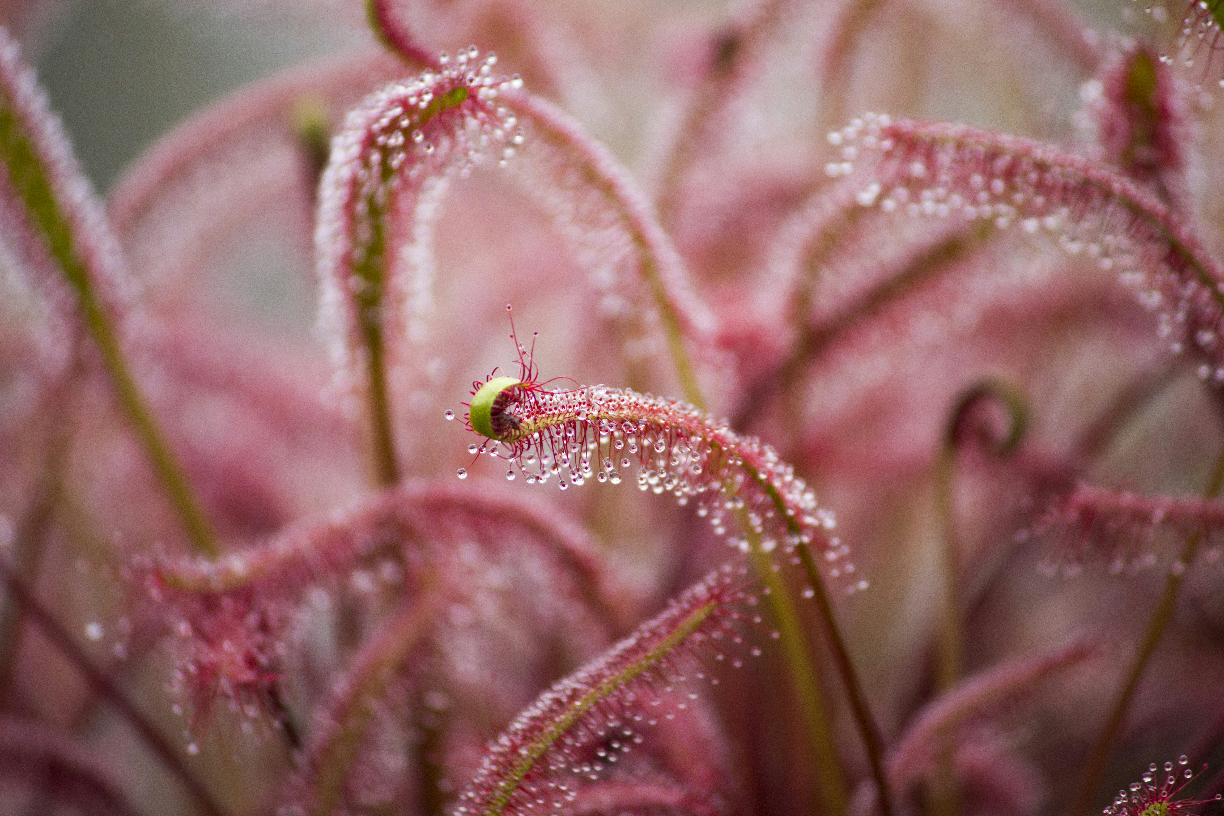 a close up of a plant with water droplets on it