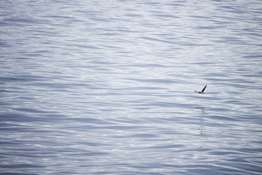 a bird flying over a body of water