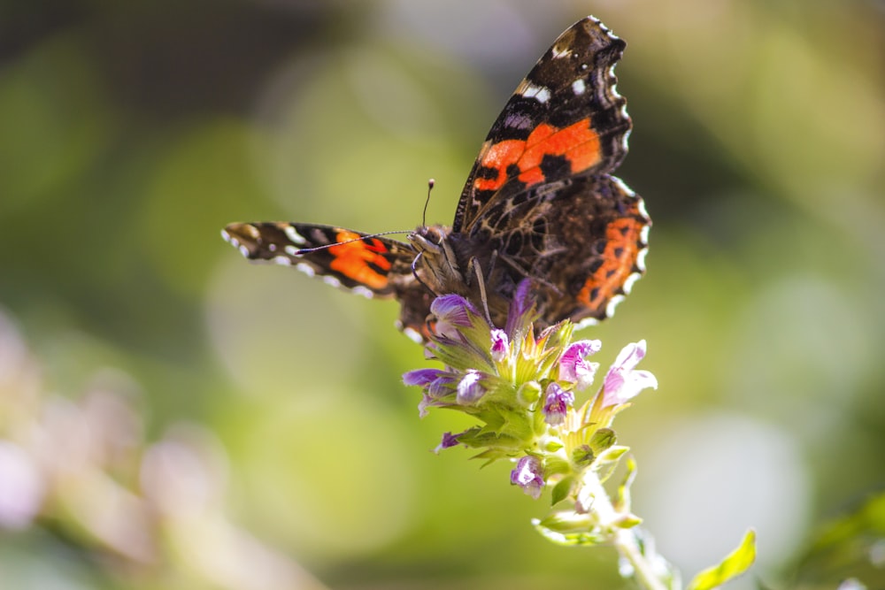 a red and black butterfly sitting on top of a purple flower