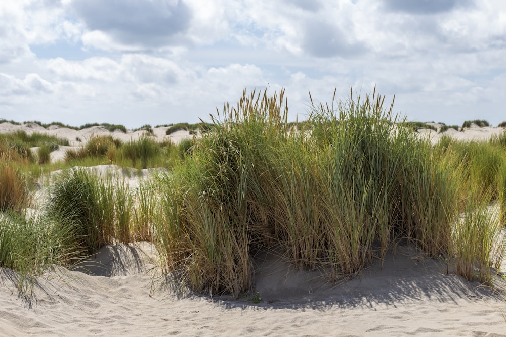 Eine Gruppe von hohem Gras sitzt auf einem Sandstrand