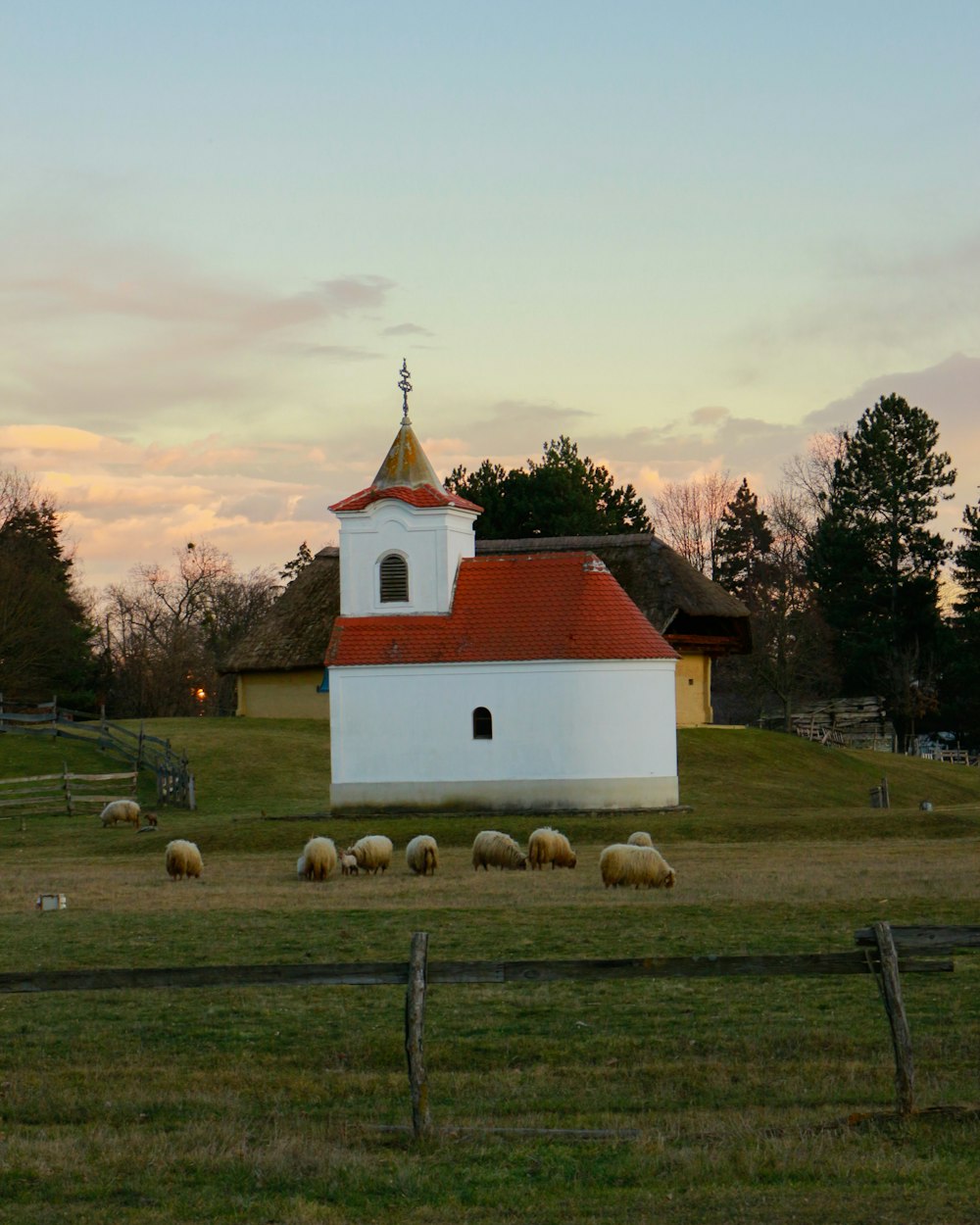 a herd of sheep grazing in front of a church