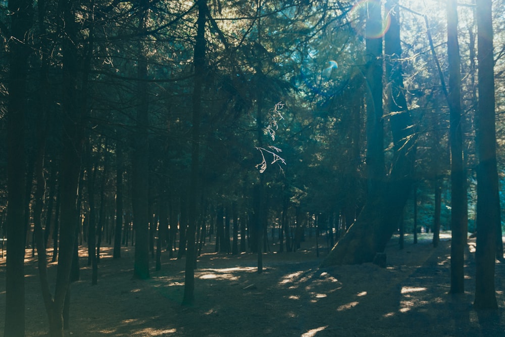 the sun shines through the trees in the forest