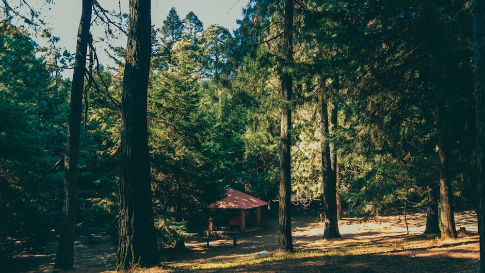 Une petite cabane au milieu d’une forêt