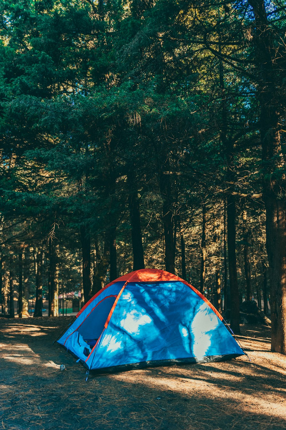 ein blau-rotes Zelt mitten im Wald