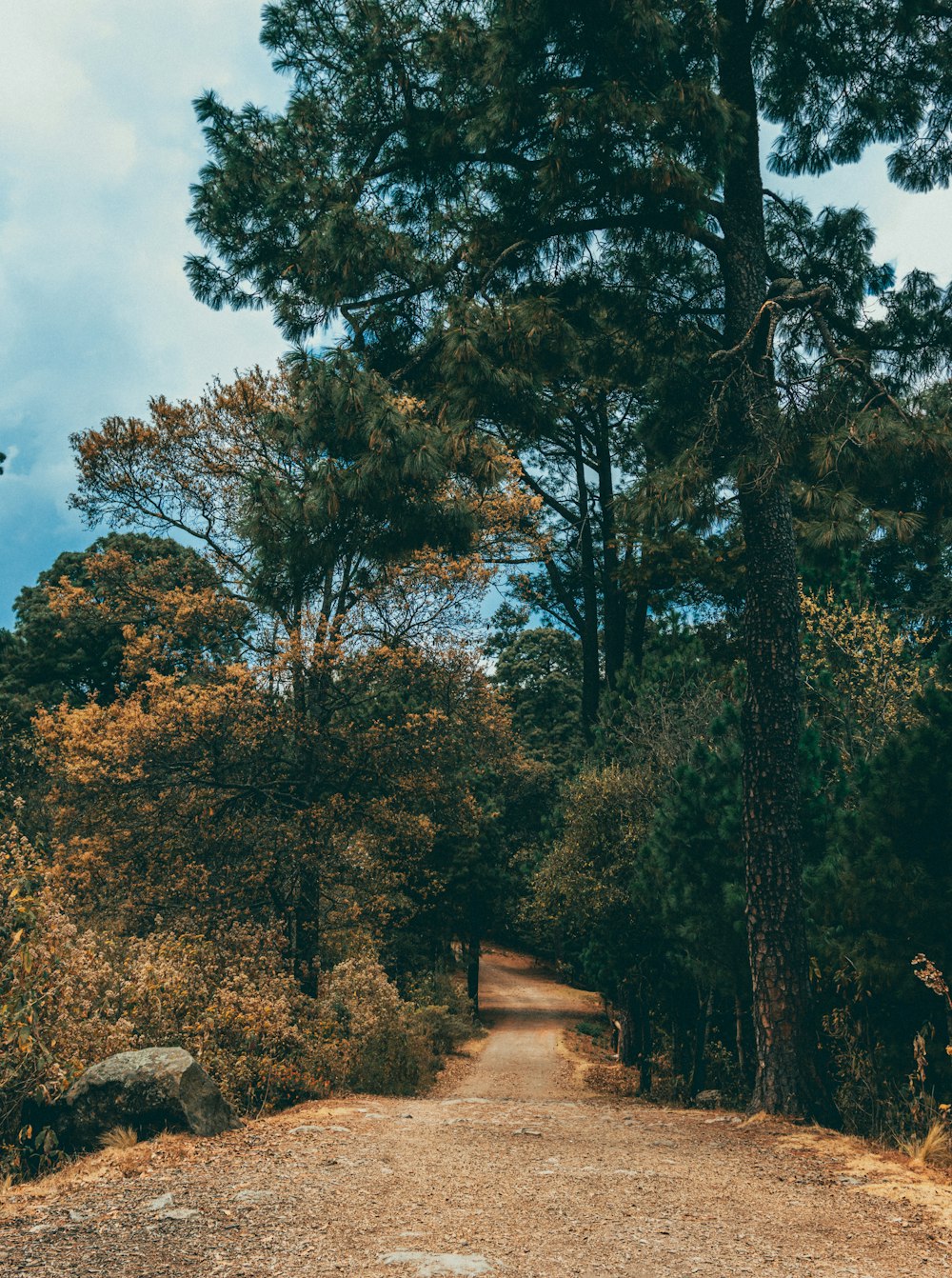 a dirt road in the middle of a forest