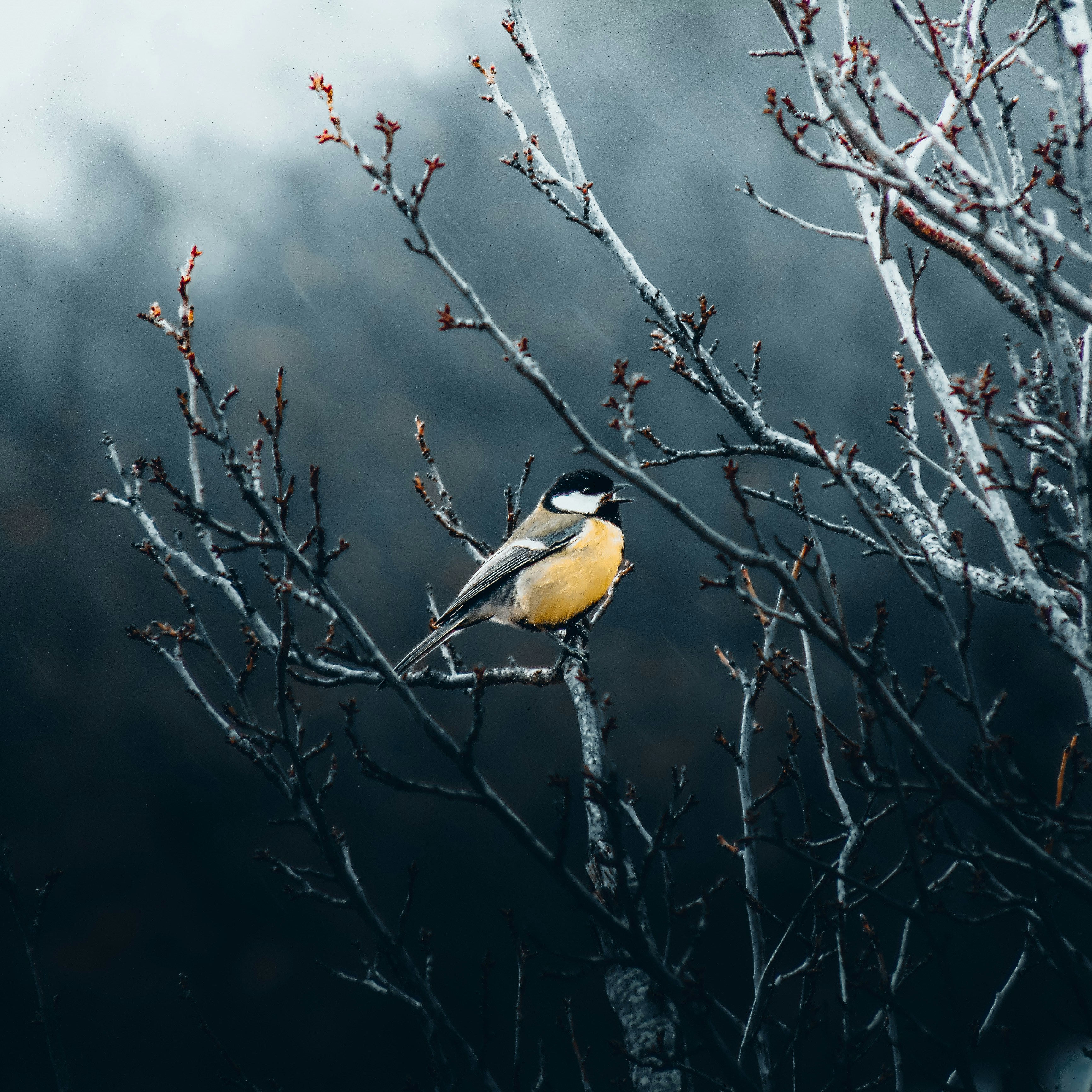 Photo by esmirbilali