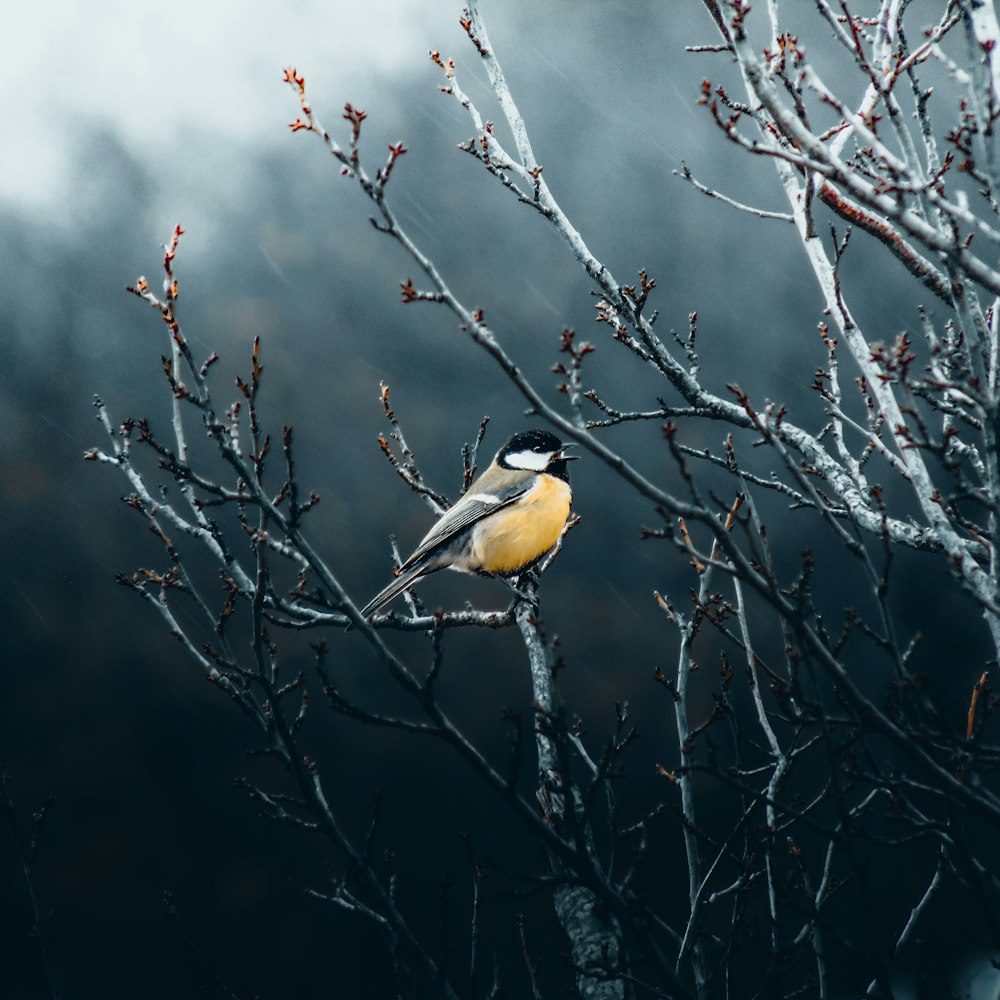 a small bird perched on a tree branch