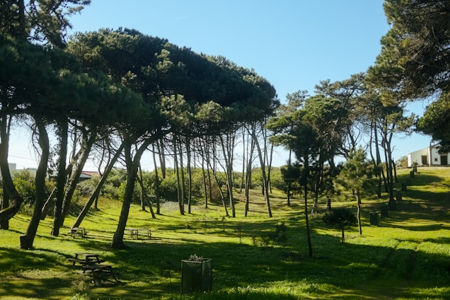 A serene landscape features a lush green meadow dotted with tall, slender trees casting gentle shadows. Wooden picnic tables are scattered throughout the area, suggesting a place for leisure and relaxation. In the background, a small building is partially visible, adding a hint of human presence. The sky is clear and blue, enhancing the peaceful atmosphere.