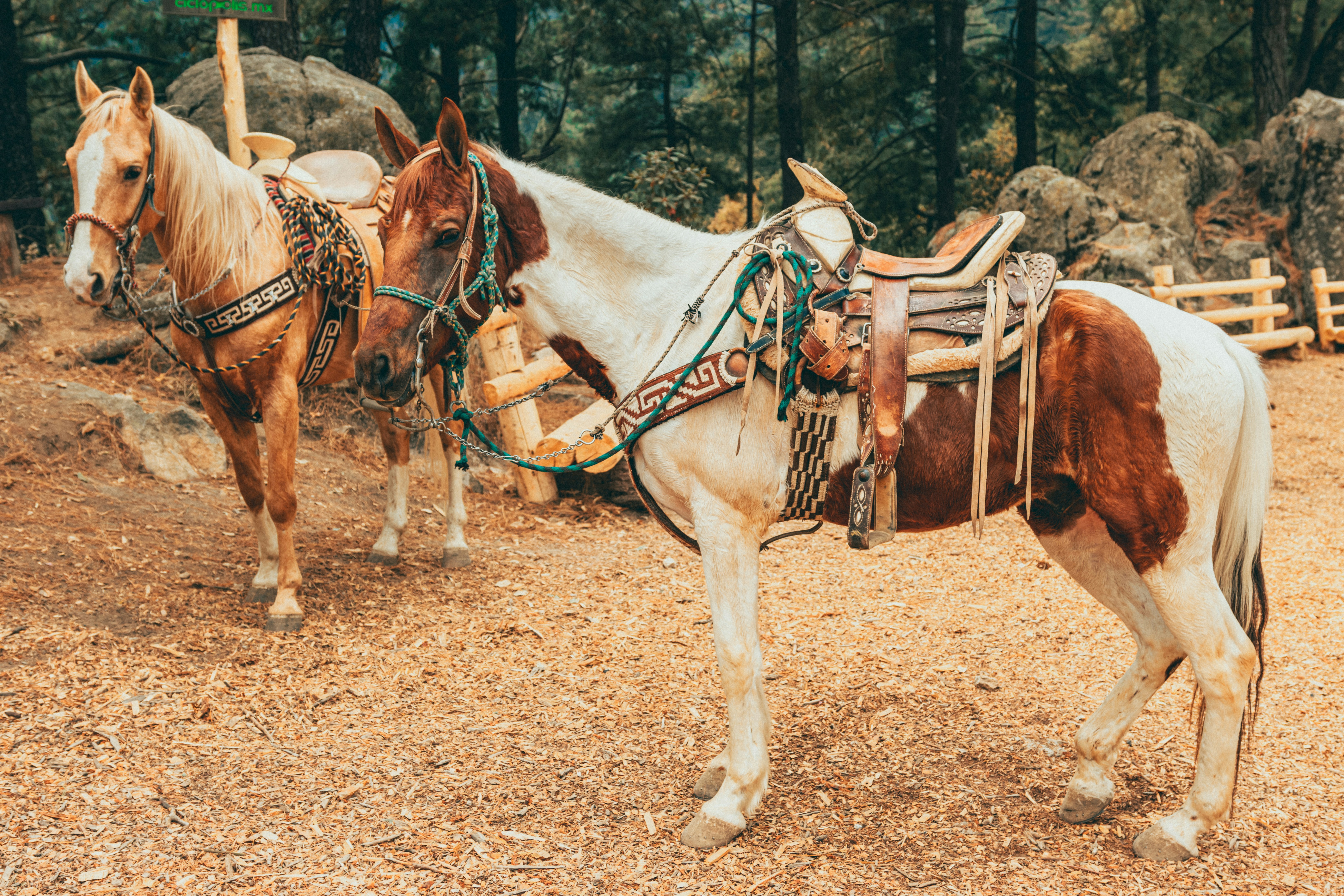Few animals are prettier and more magnificient than the horse, and few have been captured in greater clarity and beauty by Unsplash photographers. Browse our curated selection of horse images and you're sure to find one that perfectly matches the aesthetic you're looking for.
