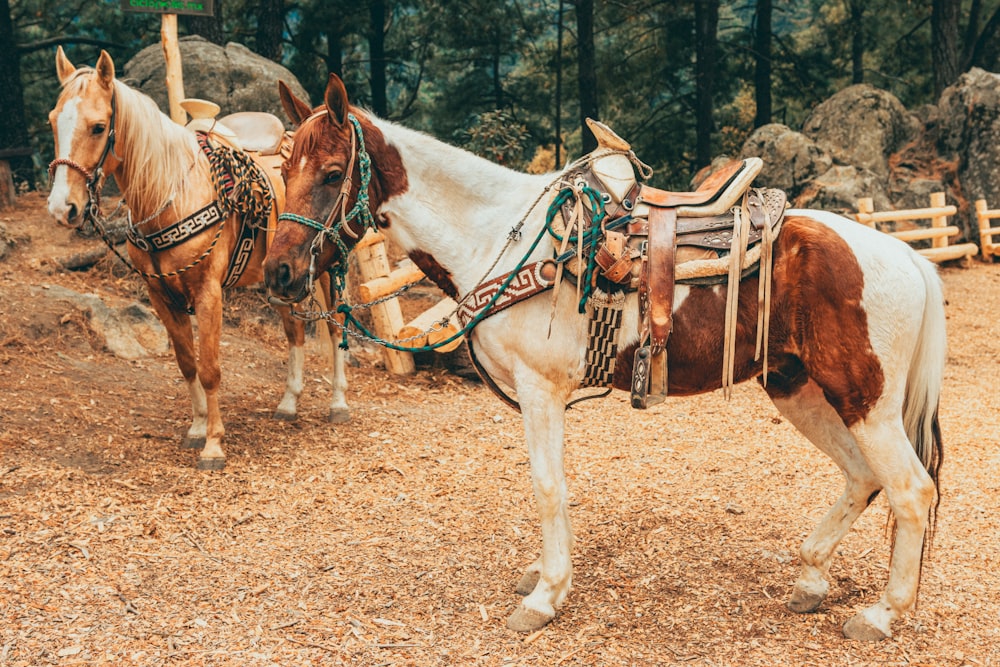 a couple of horses that are standing in the dirt