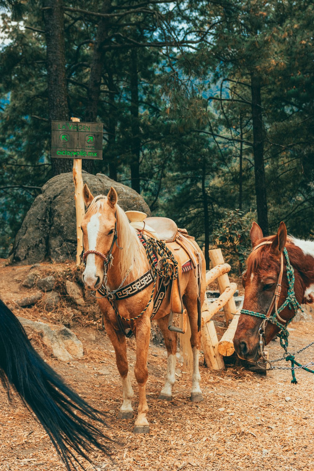 a couple of horses that are standing in the dirt