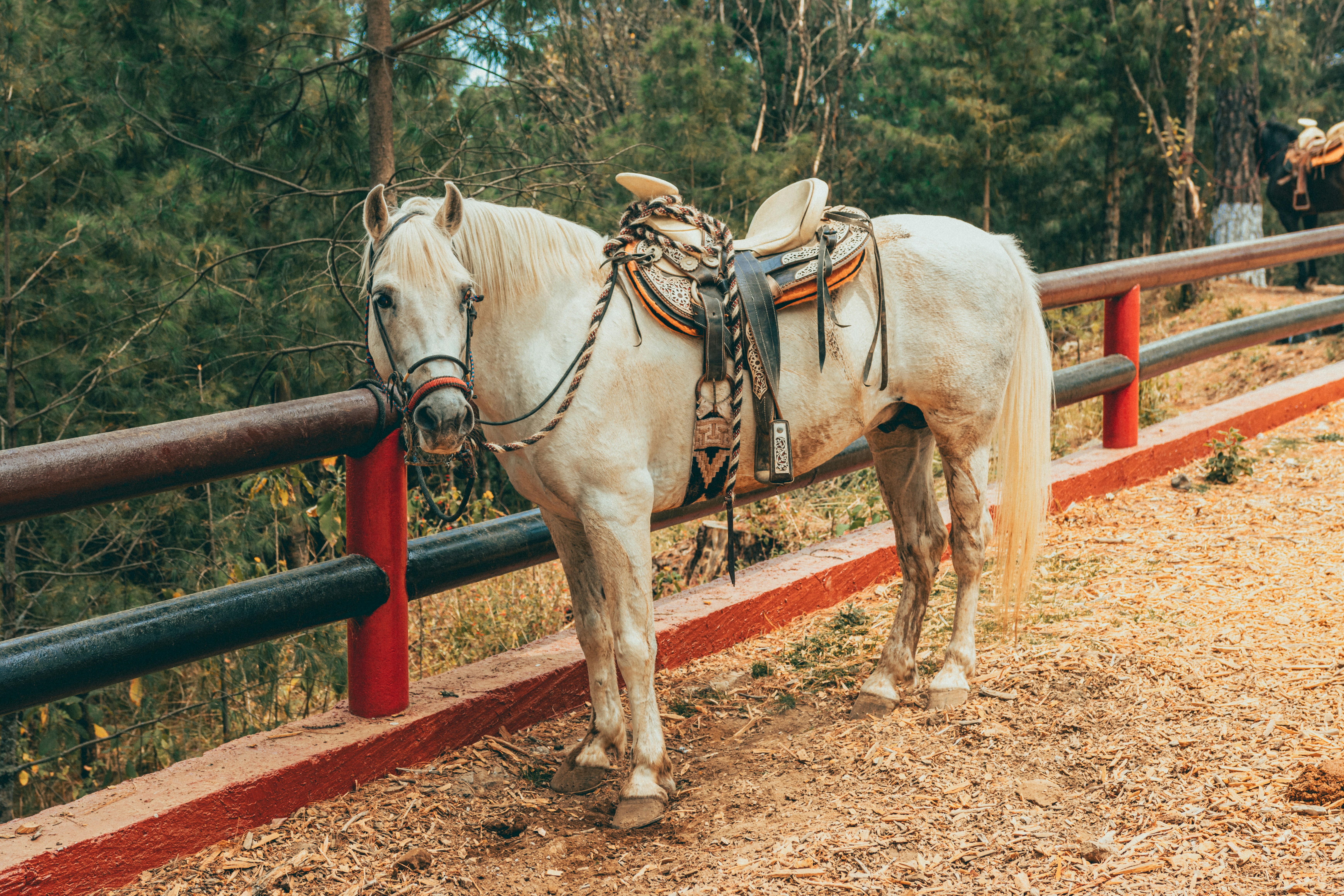 a white horse standing next to a metal fence