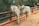 A white horse with a saddle stands next to a wooden railing in a natural setting with a forest background. The ground is covered with leaves and there is a feeling of tranquility.