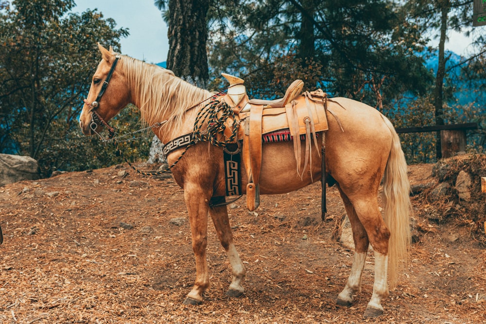 a brown horse standing on top of a dirt field