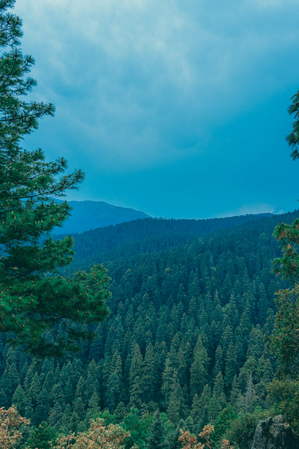 a bench sitting in the middle of a forest