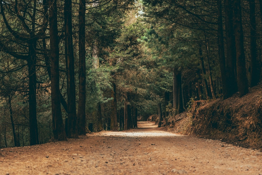 Un chemin de terre au milieu d’une forêt