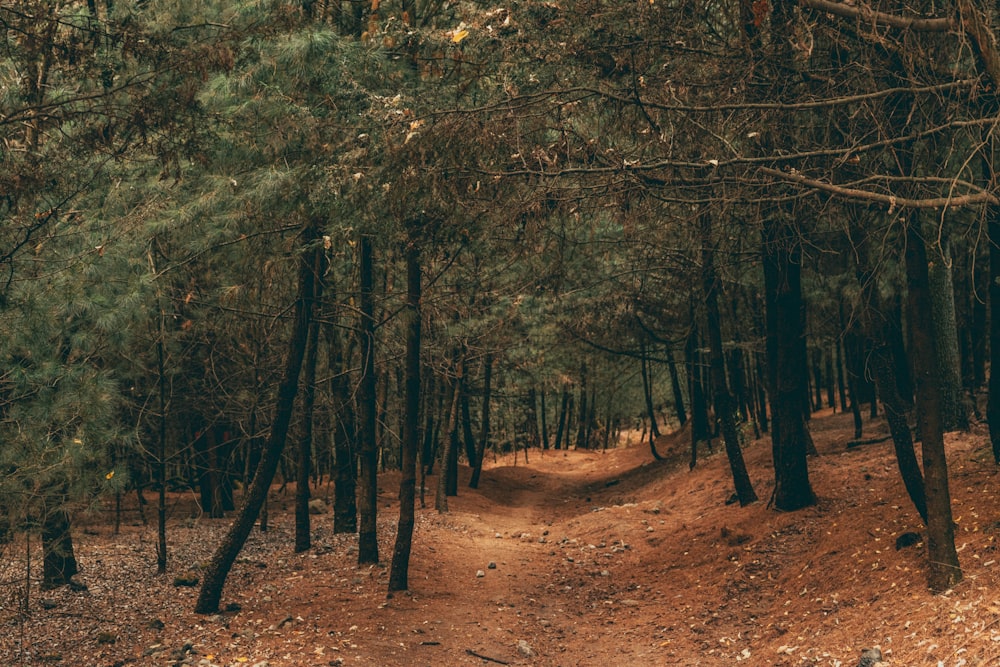 a dirt path in the middle of a forest