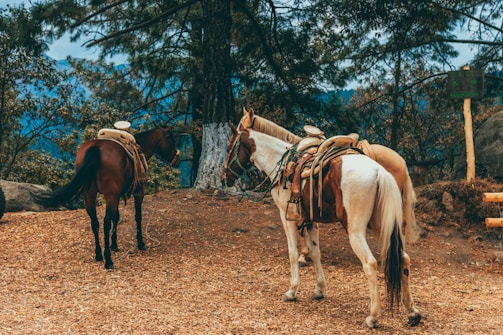 Two saddled horses stand on a forest trail surrounded by tall trees and dry leaves. The foreground is filled with earthy tones, while the background showcases lush greenery. The scene conveys a sense of tranquility and readiness for a trail ride.