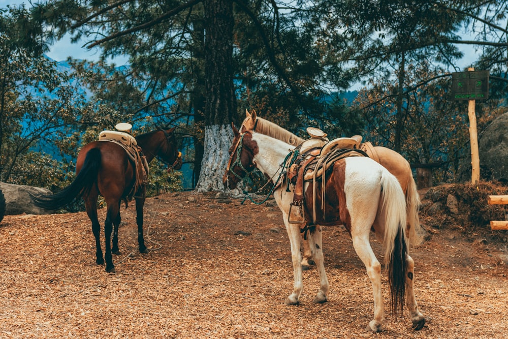 un couple de chevaux qui se tiennent dans la terre