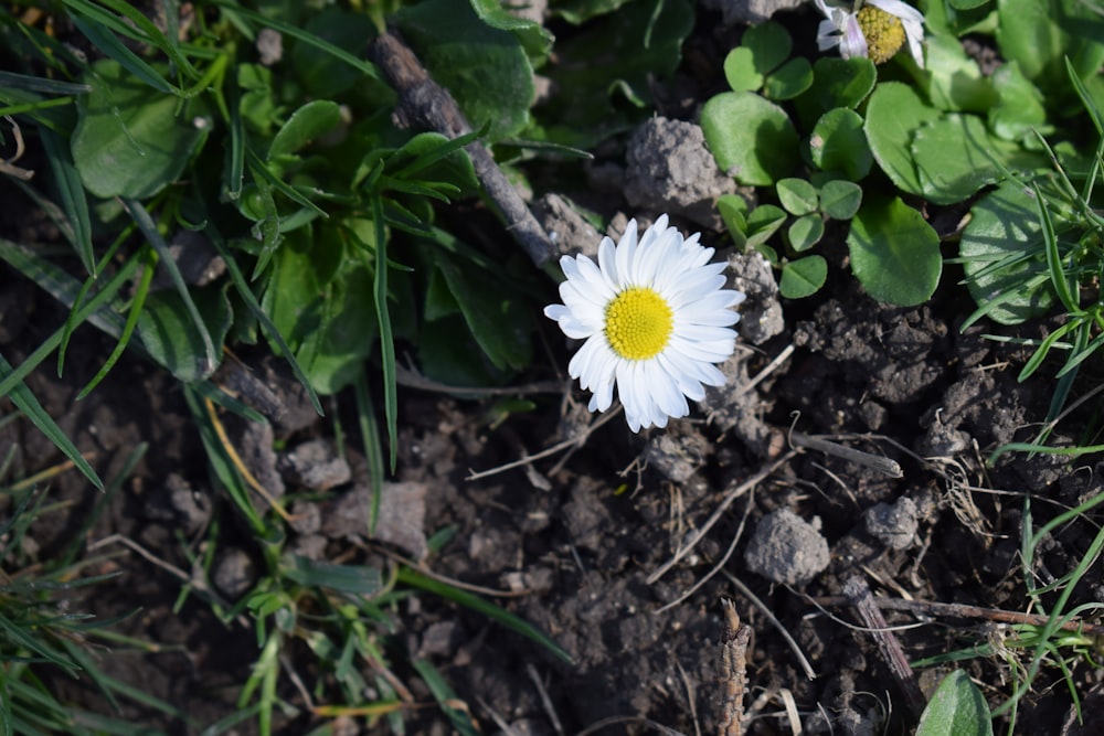 a white flower with a yellow center sitting on the ground